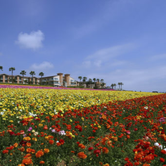 Things to See in North County San Diego