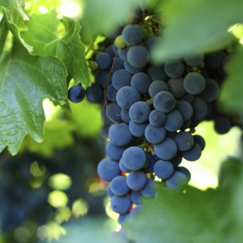 Harvest Happenings: Napa Valley’s Hottest Fall Events