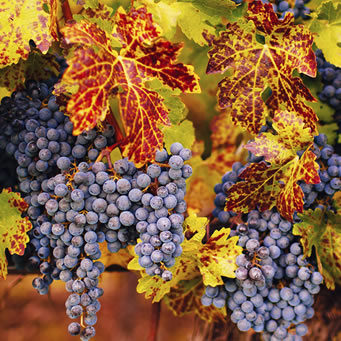 The Ultimate Napa Valley Picnic Guide