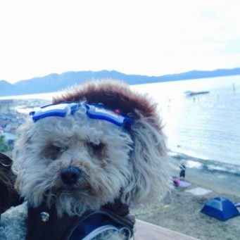 At the Heart of Many Families Is a Pet