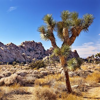 Put Joshua Trees ‘Spring Bloom’ at the Top of Your To-Do List