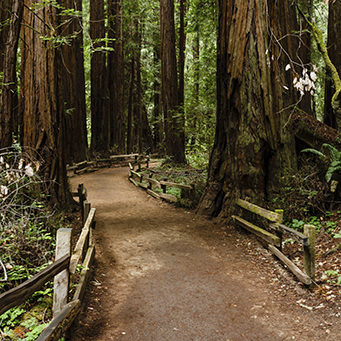 Hike Smart! Free Guided Tour in Big Tree State Park & Safety Tips