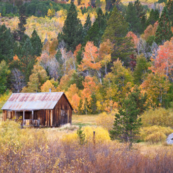 Leaf Peeping, California Style