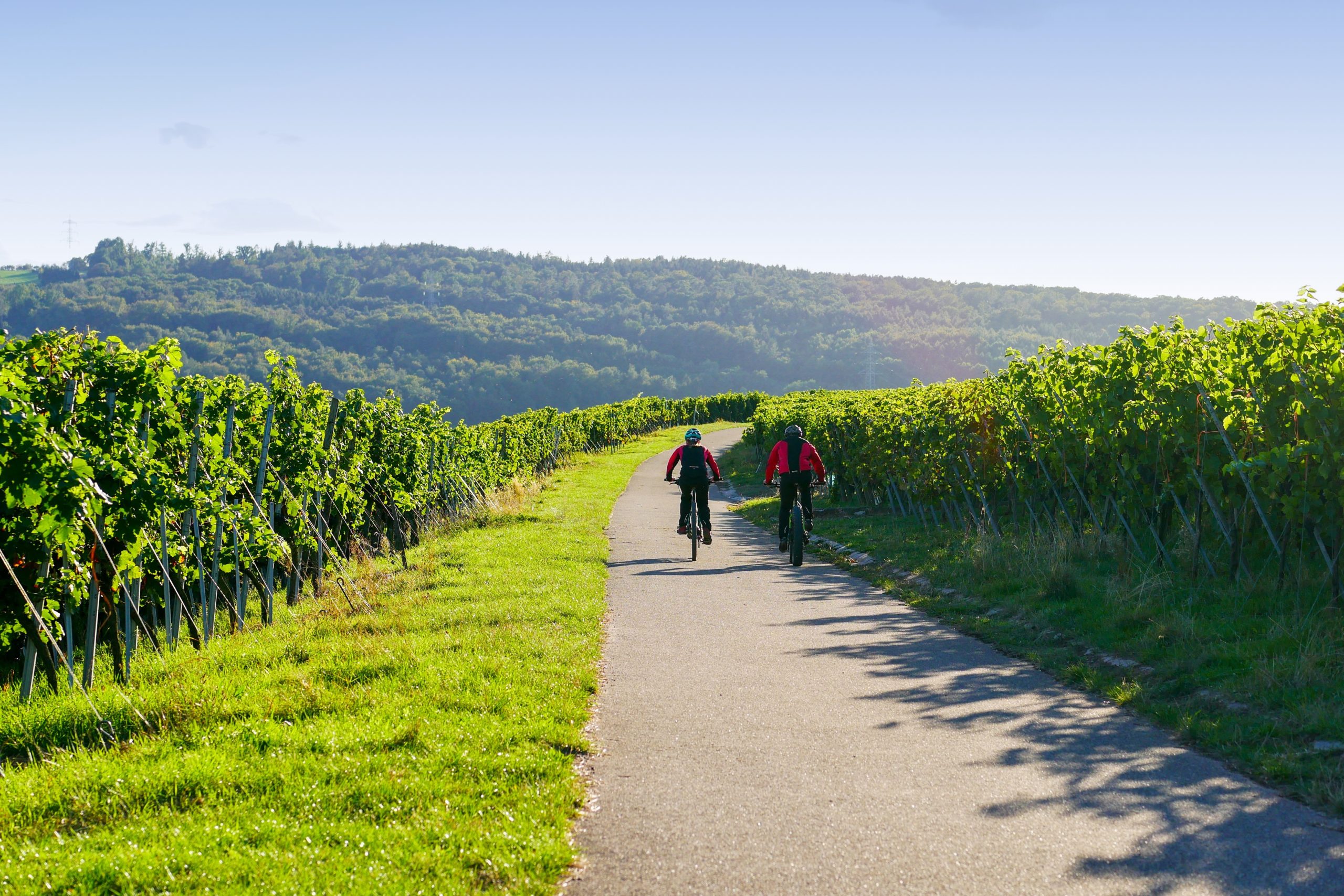 Two bicyclists riding through a vineyard