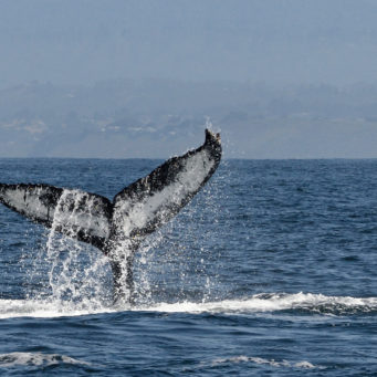 Where To Go Whale Watching In San Diego