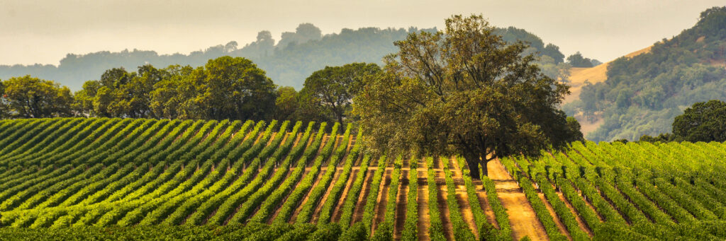 vineyard and trees