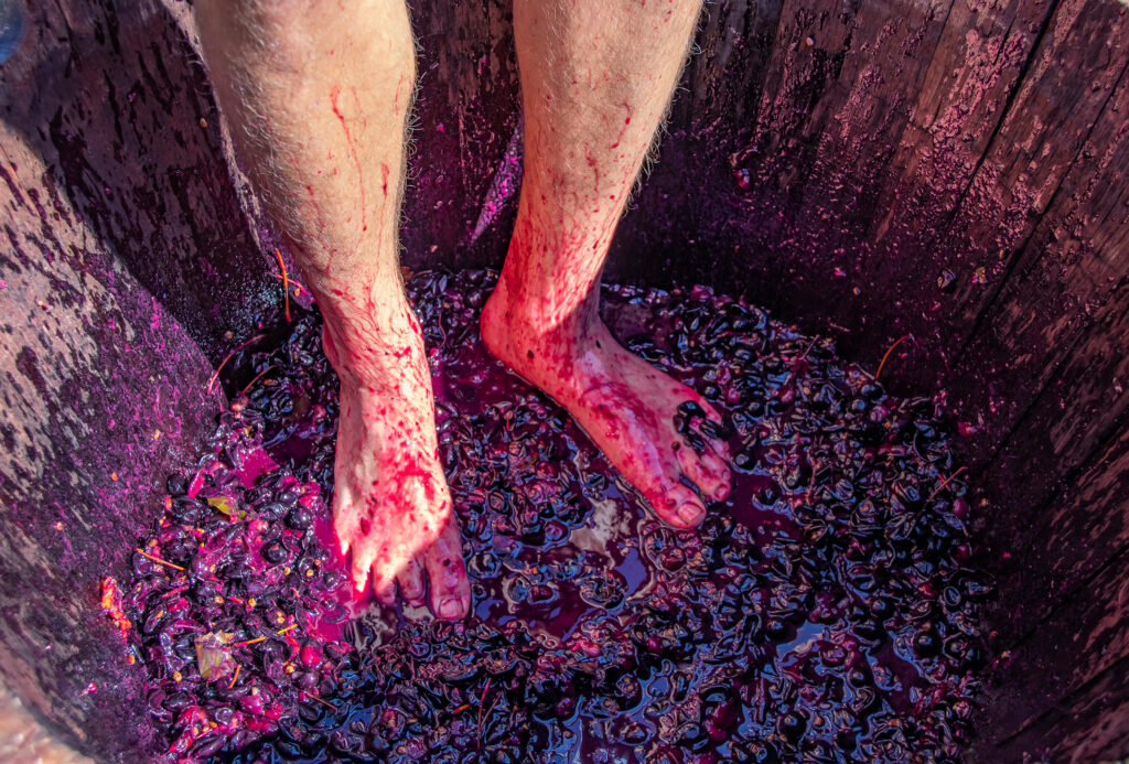 man's legs stomping on grapes