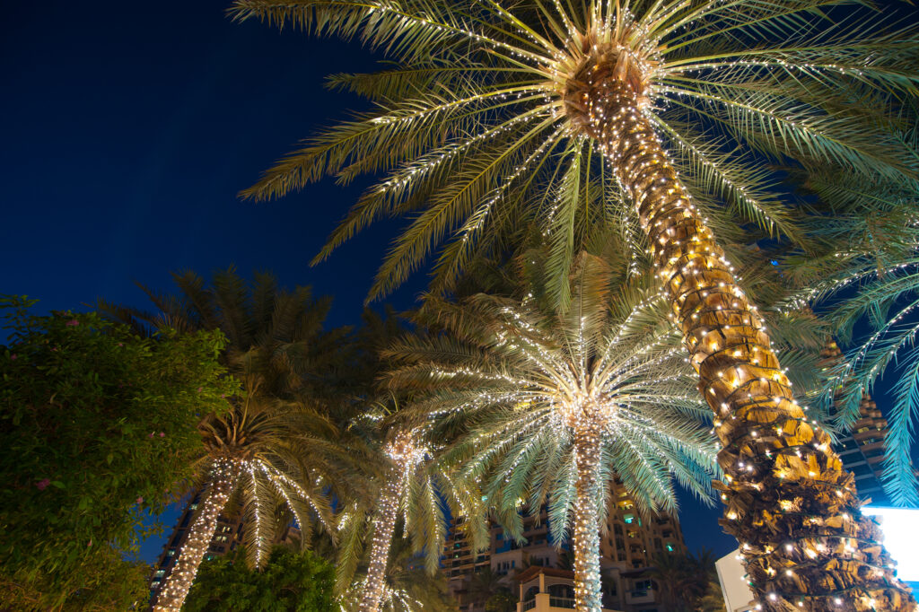 palm trees with white string lights