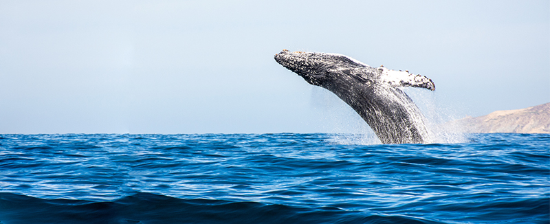 a whale breaching