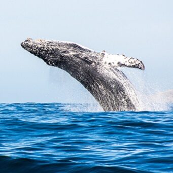 Festival of Whales