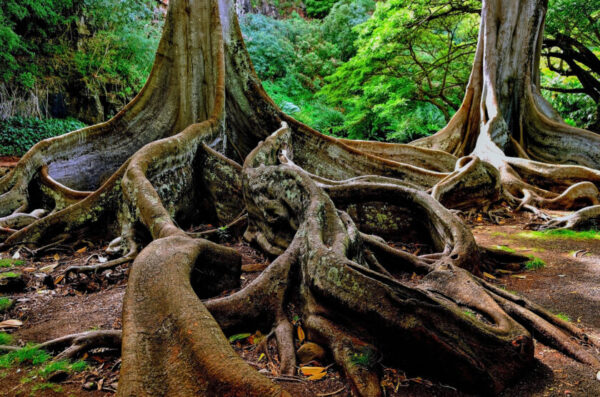 hawaii tree trunks