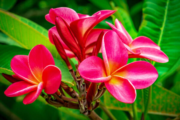 Red Plumeria