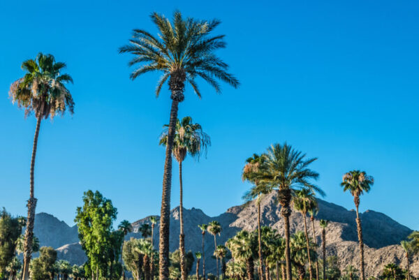 desert skyline