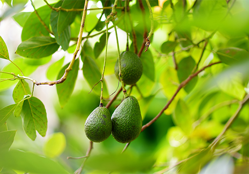 Avocado-Farm